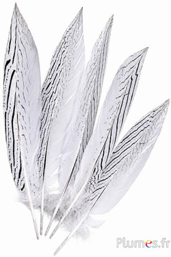 Silberfasan - 29-34 cm - weiß-schwarz-natur